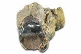Fossil Triceratops Teeth (One Rooted) in Sandstone - Wyoming #379870-1